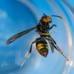 Insect Asian Hornet France  - Larneg / Pixabay